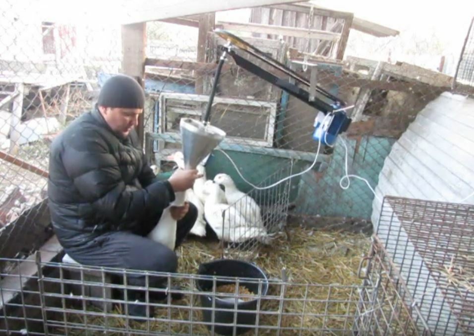 ШКОЛА ГАВАЖА 